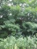 IMG_20170817_183135.jpg