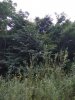 IMG_20170817_182557.jpg