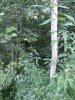 IMG_20170817_182956.jpg