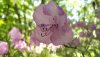 DSC01363.JPG
