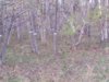 IMG_20201011_173332.jpg
